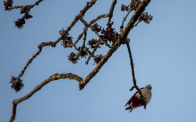 Photos du chant des oiseaux à l’aube du 11 avril 2026