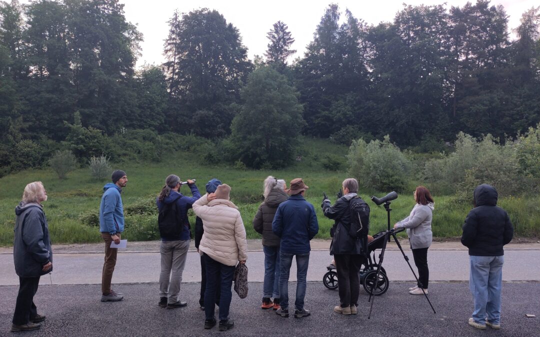 Photo Chant des oiseaux au crépuscule 15 mai 2026