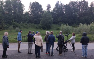 Photo du chant des oiseaux au crépuscule 15 mai 2026
